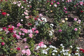 Green Olive Guesthouse