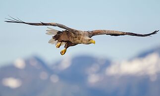 Håholmen Havstuer - by Classic Norway Hotels