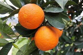 Yildiz Pension Bungalows