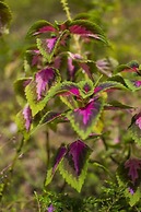 Pondok Guru Bakti Cottages