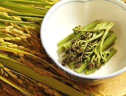 Hakuba Tsugaike Sunrise TANNE