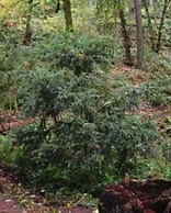 Lanzarotta Bed and Breakfast