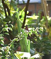 Del Mar Home Stay and Cafe