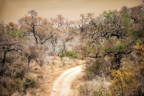 Rhino Walking Safaris