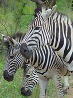 Rhino Walking Safaris