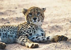 Rhino Walking Safaris