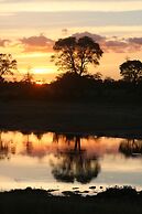Rhino Walking Safaris