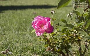 Airport Garden Boutique Hotel