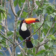 Reserva do Sahy, Condado