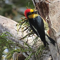 Reserva do Sahy, Condado