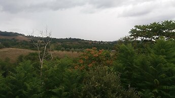 La Collina Degli Ulivi