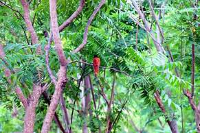 Lavish Eco Jungle