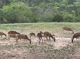 Walnut Canyon Cabins