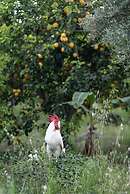 Agriturismo San Leonardello