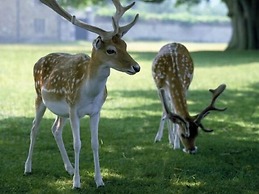 Knole B&B