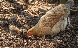 Beau Vallon Holiday Apartments