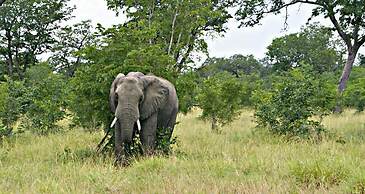 Unlimited Luxury Lodge in Kasane