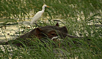 Unlimited Luxury Lodge in Kasane