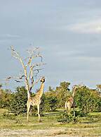 Unlimited Luxury Lodge in Kasane