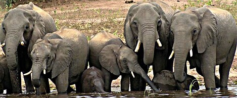 Unlimited Luxury Lodge in Kasane