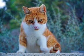 CALLIOPE MAILLE STUDIOS & APARTMENTS