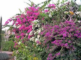 Le Jardin aux Etoiles