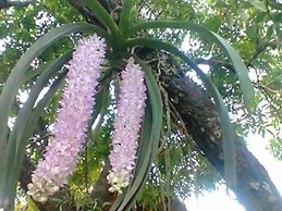 Linh Soi Homestay - Hostel