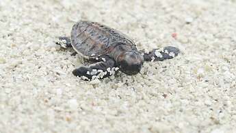 Eco Beach Tent by Billiton