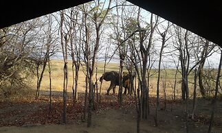 Warthogs Safari Camp