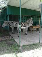 Warthogs Safari Camp