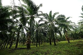 Athirapilly Green Trees
