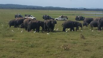 Fairview Dill homestay