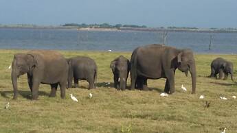 Fairview Dill homestay