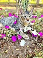 Villa Bulan Madu Gili Air