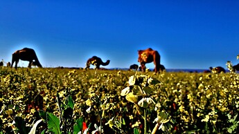 Kasbah Les Alizes Du Desert