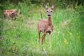 Hotel & Apartments Strandidyll