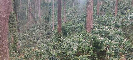 Three Hills Coorg