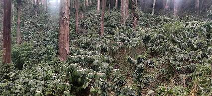 Three Hills Coorg