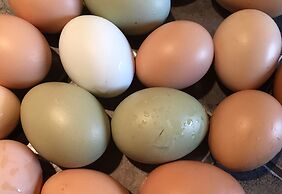 Tryde 1303 Bed & Breakfast