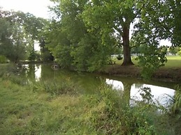 Le Platane
