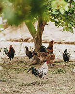 Hotel Portal de Gravatá
