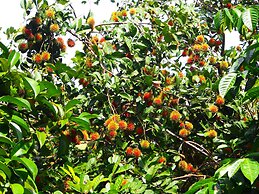 Aiyara Garden Resort