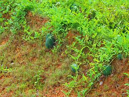 Aiyara Garden Resort