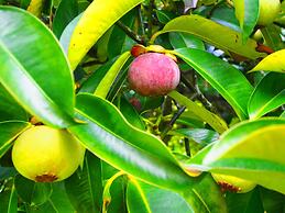 Aiyara Garden Resort