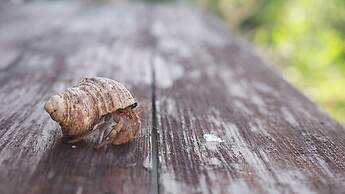 star light terrace TERUYA