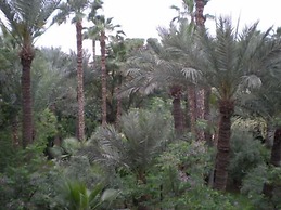Appart avec vue Jardin-Majorelle