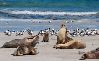 Discovery Parks - Kangaroo Island