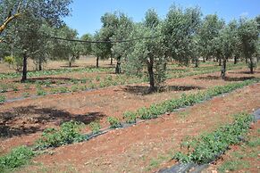 Agriturismo Terra D'Ulivi