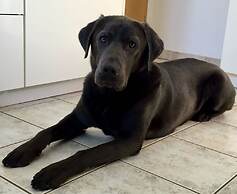 Gasthaus & Pension Zur Schaabe