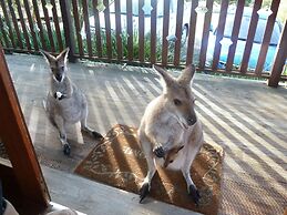 Blackwattle at Barrington Tops